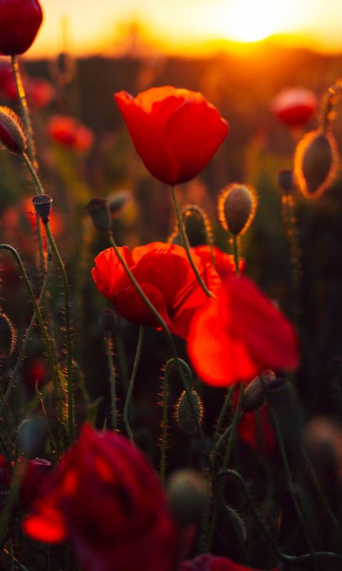 red petaled flower bloom during daytime wallpaper