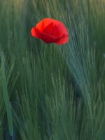 red flower in the middle of green grasses wallpaper