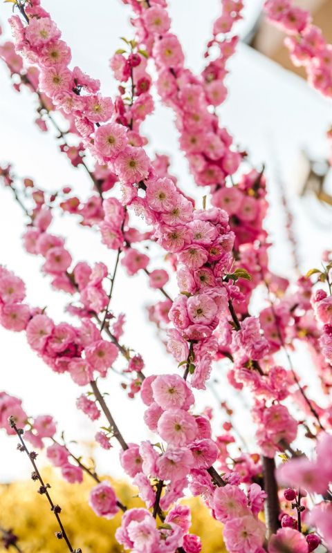 pink flowers in tilt shift lens wallpaper