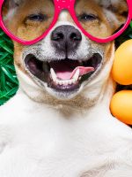 Images Easter Jack Russell terrier Dogs Smile Funn... wallpaper
