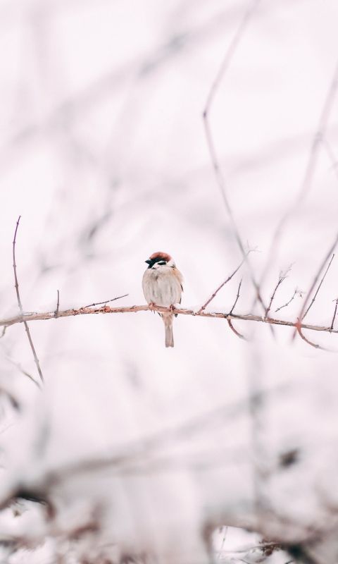 brown sparrow on tree branch wallpaper