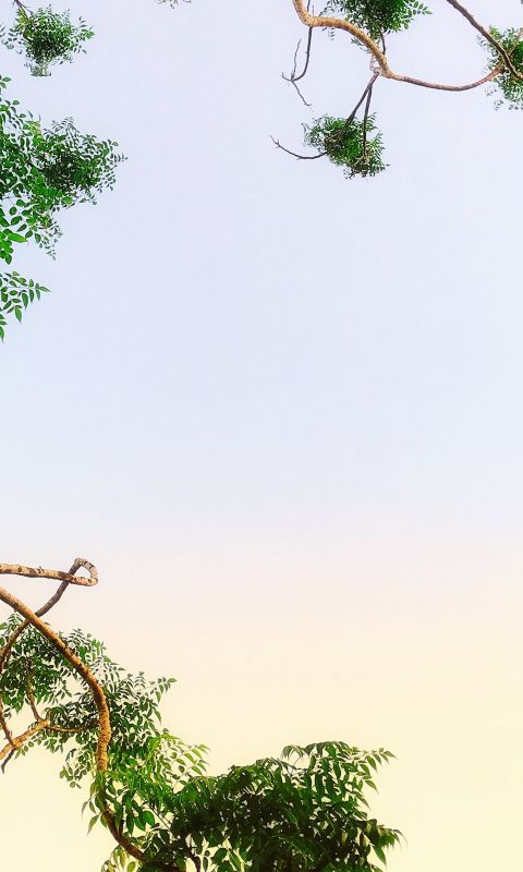 green leafed tree wallpaper