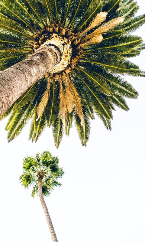 green palm tree under white sky wallpaper
