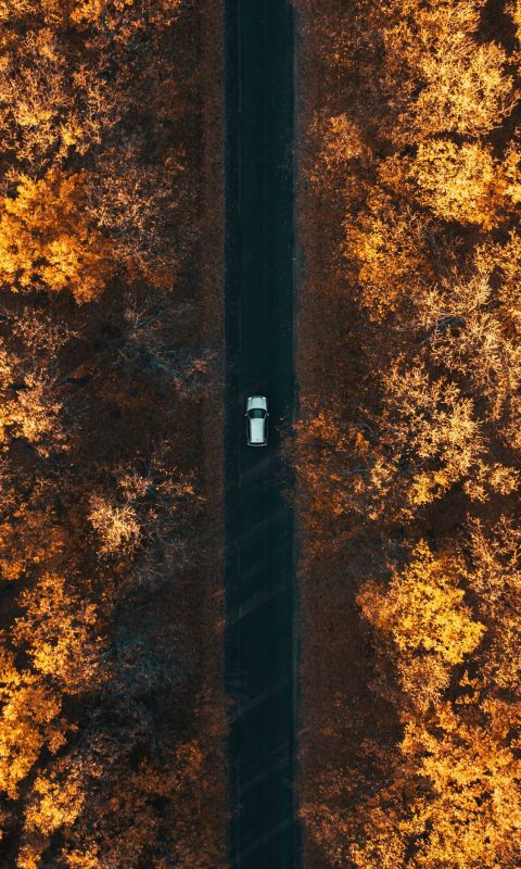 aerial photography of car in forest wallpaper