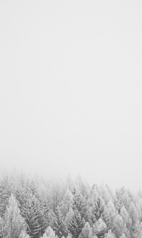 snow covered trees during daytime wallpaper