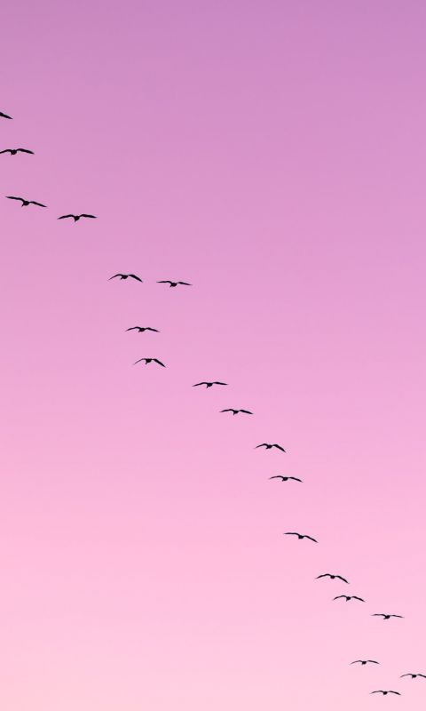 flock of birds flying wallpaper