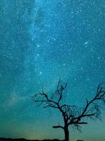 bare tree under starry night wallpaper