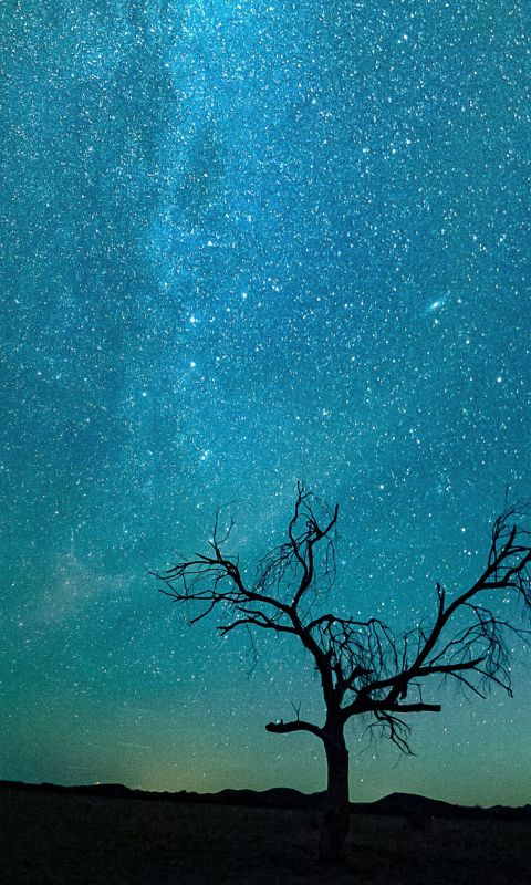 bare tree under starry night wallpaper