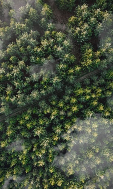 green leafed trees wallpaper