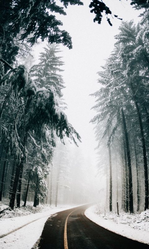 asphalt road in between trees covered with snow wallpaper