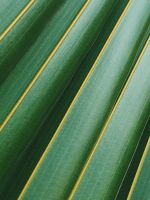 coconut leaf wallpaper