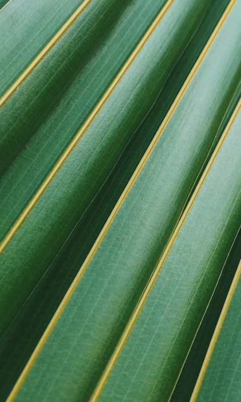 coconut leaf wallpaper