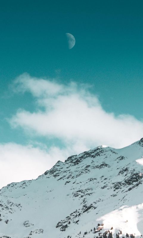 green trees on mountain wallpaper