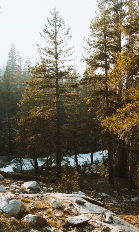 green leafed trees during daytime wallpaper