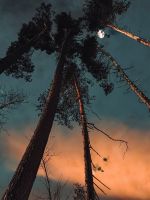 silhouette of trees under cloudy sky during sunset wallpaper