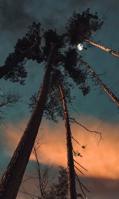 silhouette of trees under cloudy sky during sunset wallpaper