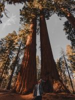 low angle photography of person standing on forest wallpaper