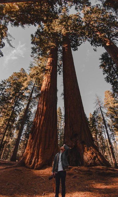 low angle photography of person standing on forest wallpaper