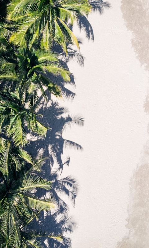 coconut palm trees wallpaper