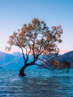 brown leaf tree at water during daytime wallpaper
