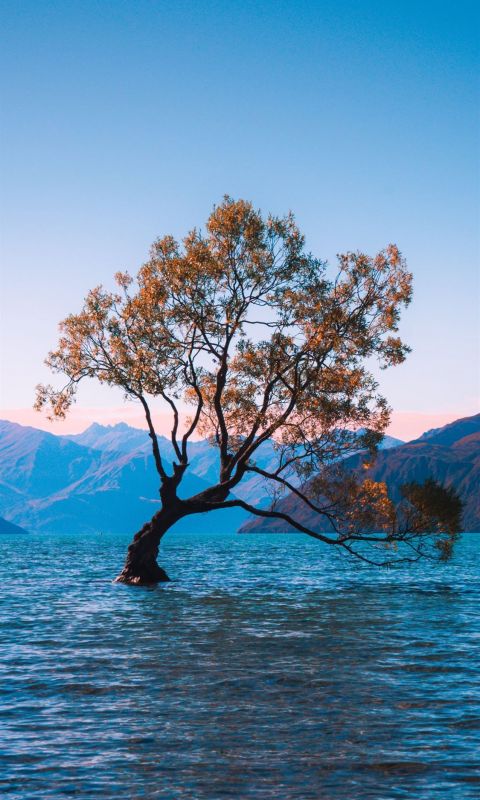 brown leaf tree at water during daytime wallpaper
