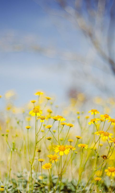 yellow flower field under blue sky during daytime wallpaper