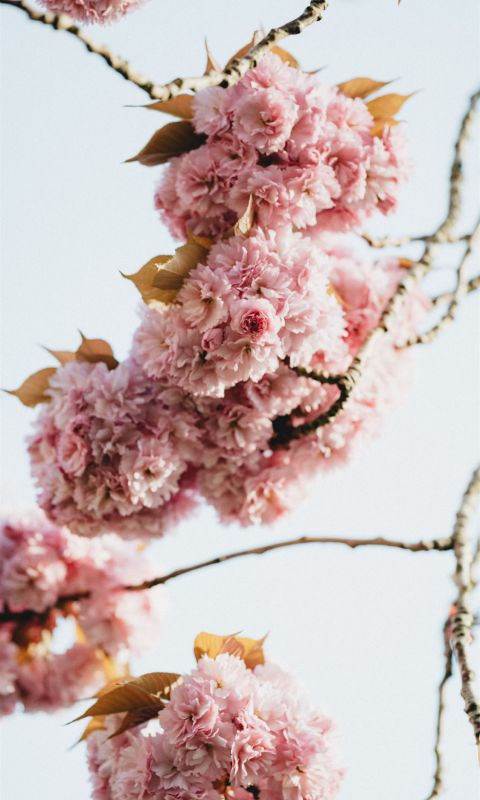 pink flowers in tilt shift lens wallpaper