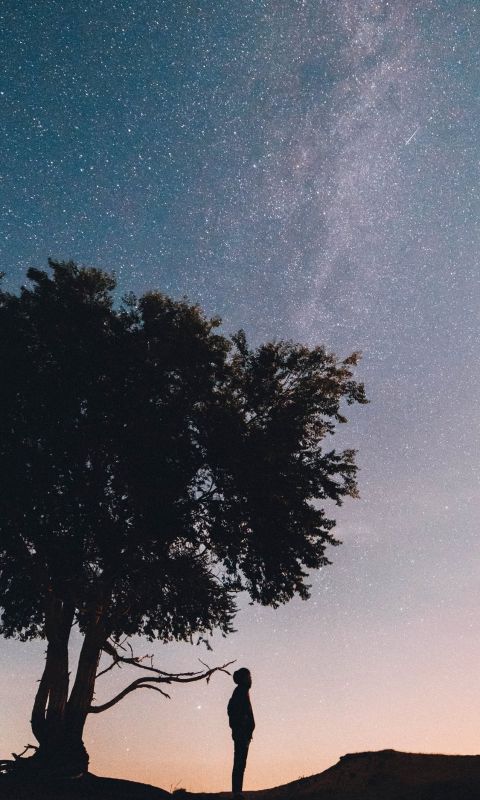 silhouette of man standing under the tree wallpaper