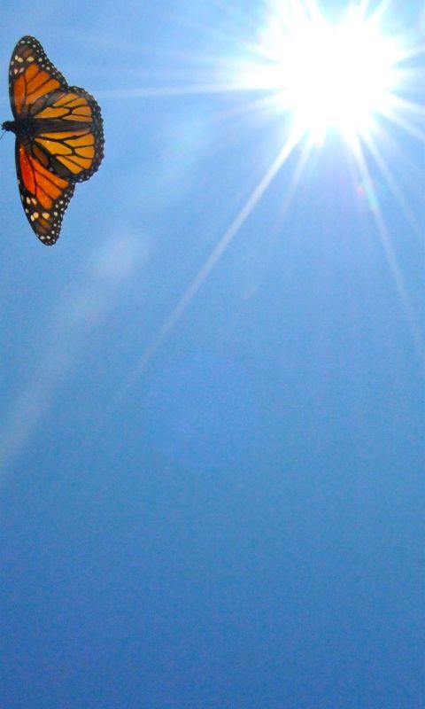 Aesthetic Butterfly Top Free Aesthetic Butterfly wallpaper