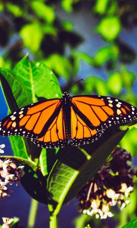 Aesthetic Butterfly Cave wallpaper