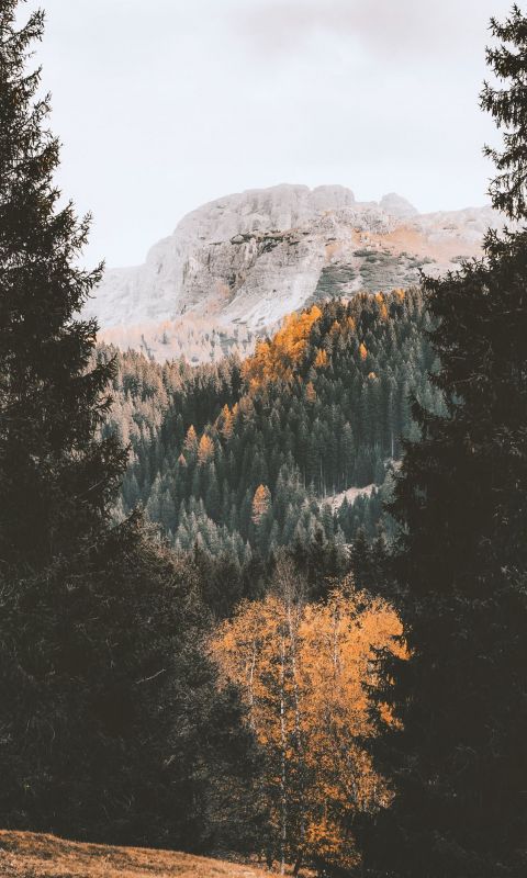 green trees near mountain during daytime wallpaper