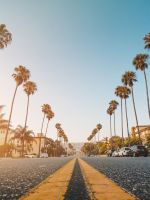 palm tree at side of grey concrete road wallpaper