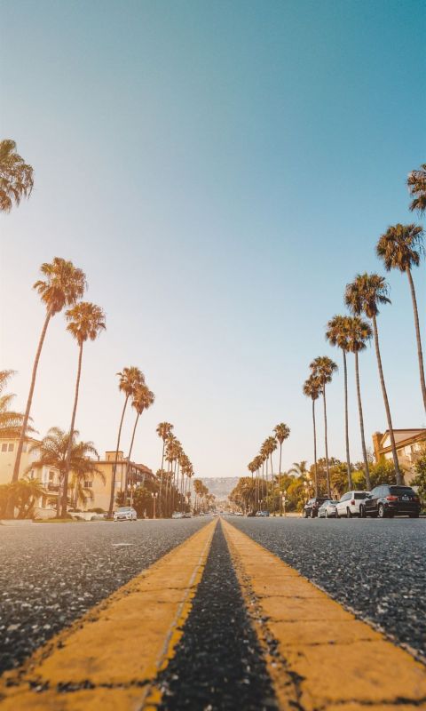 palm tree at side of grey concrete road wallpaper