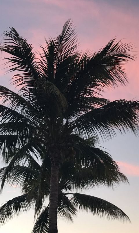 Palm tree wallpaper