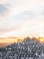 aerial photography of trees covered with snow wallpaper