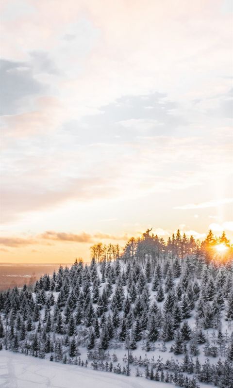 aerial photography of trees covered with snow wallpaper