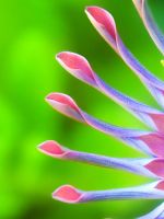 Flower greeen