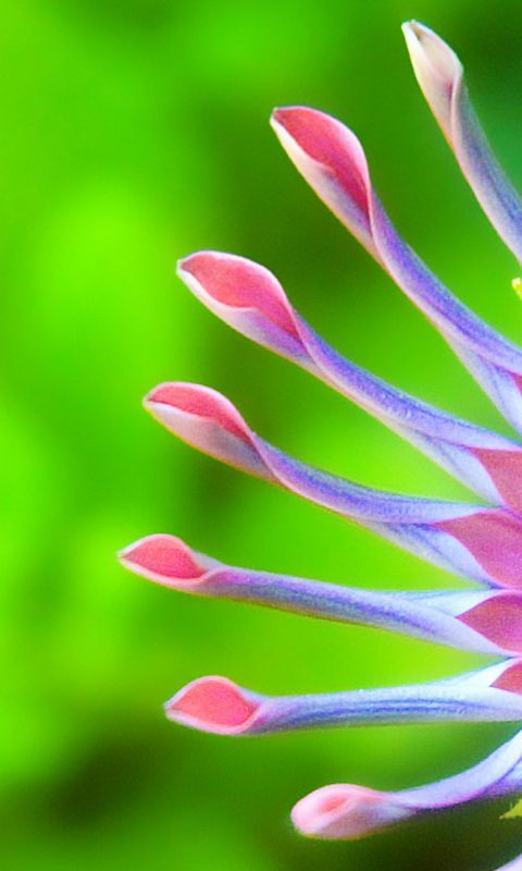Flower greeen