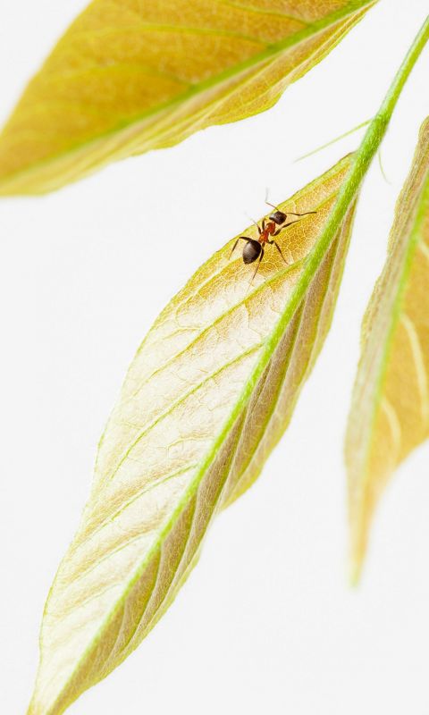 Ant on leaf