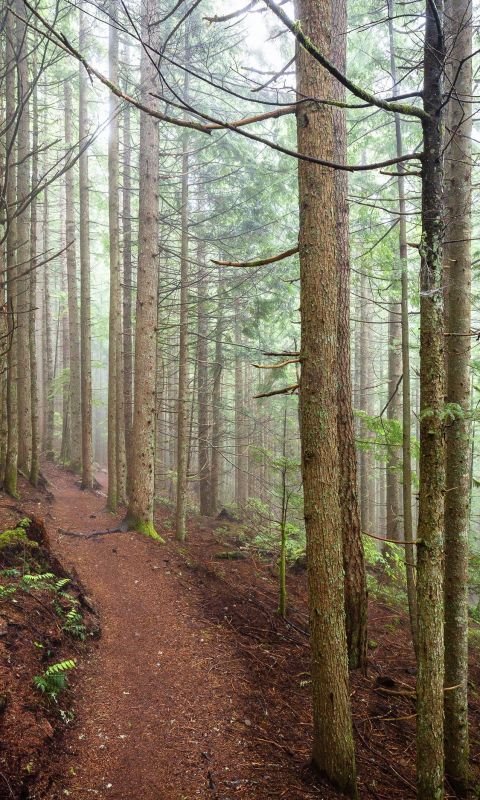 Trees