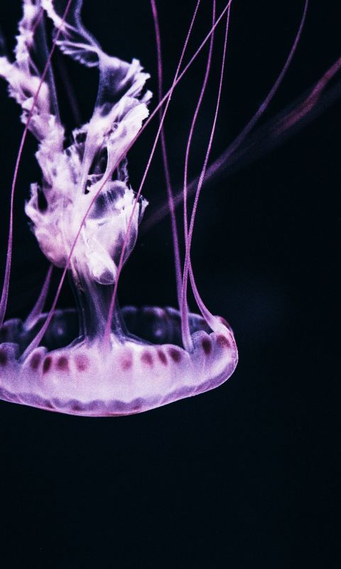 Jelly fish