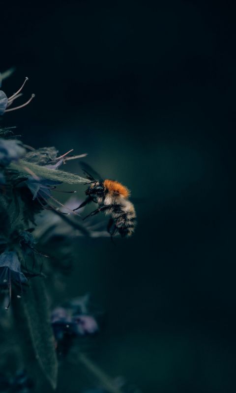 Bee