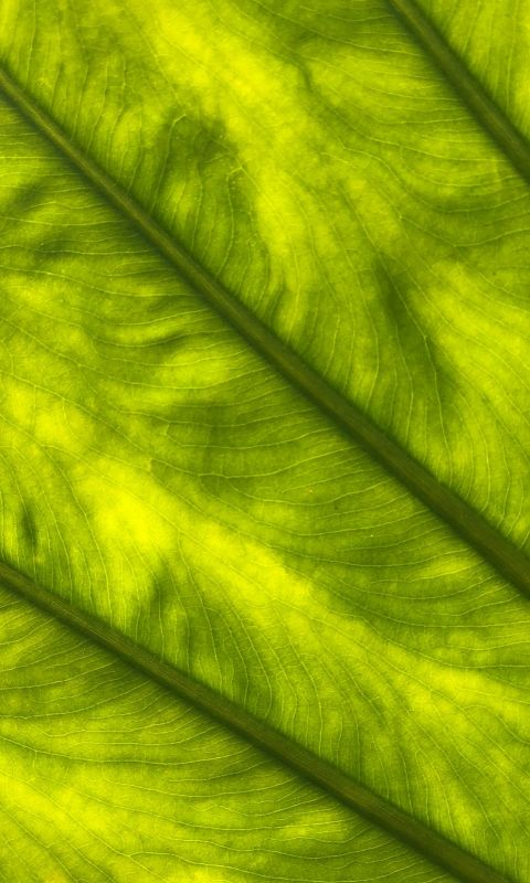 Green leaf